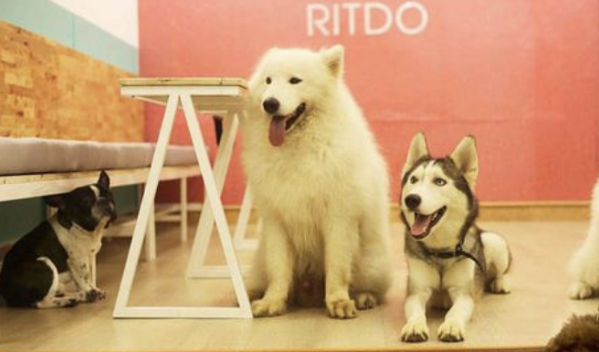 Ritdo – Pet Cafe & Spa - Cà phê chó ở Đà Nẵng