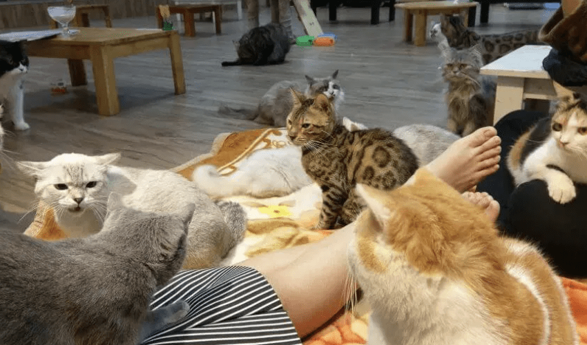 cute lạc lối với Bin Bin – Quán cafe mèo Đà Nẵng cho hội con sen