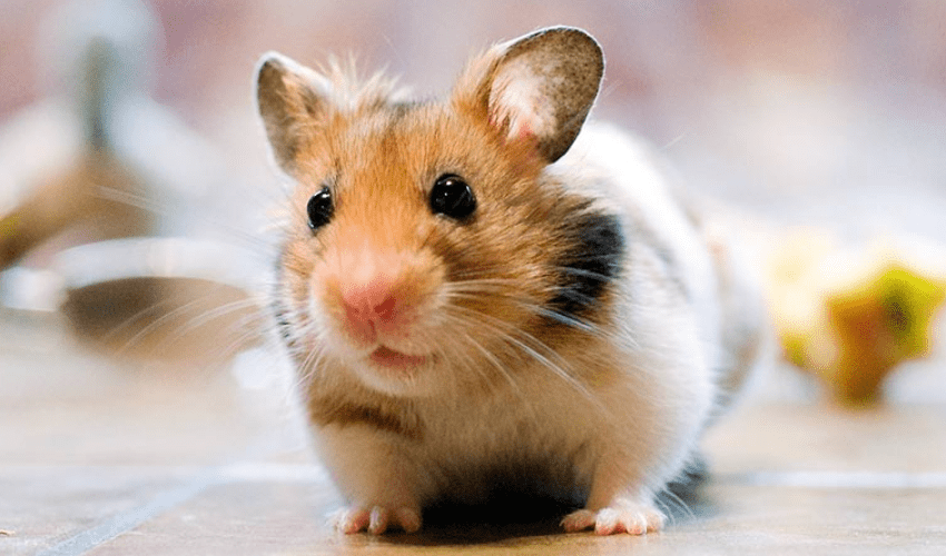 Shop Bán Chuột Hamster Ở Đà Nẵng uy tín