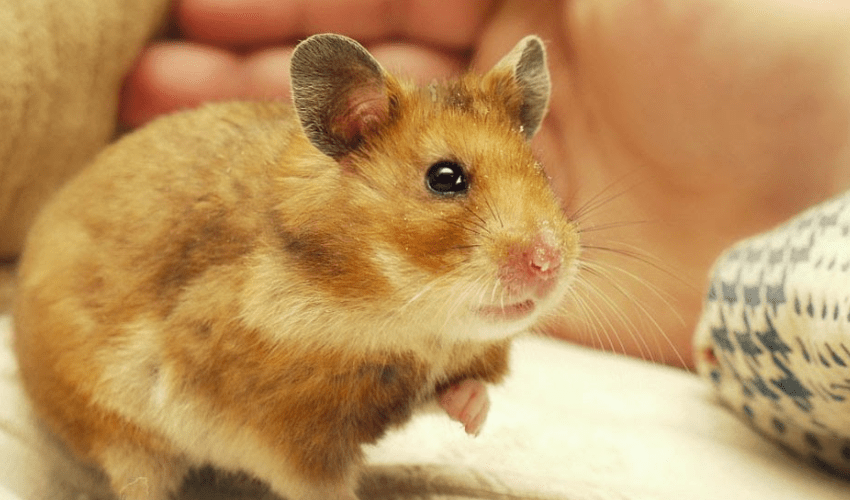 Shop Bán Chuột Hamster Ở Đà Nẵng 