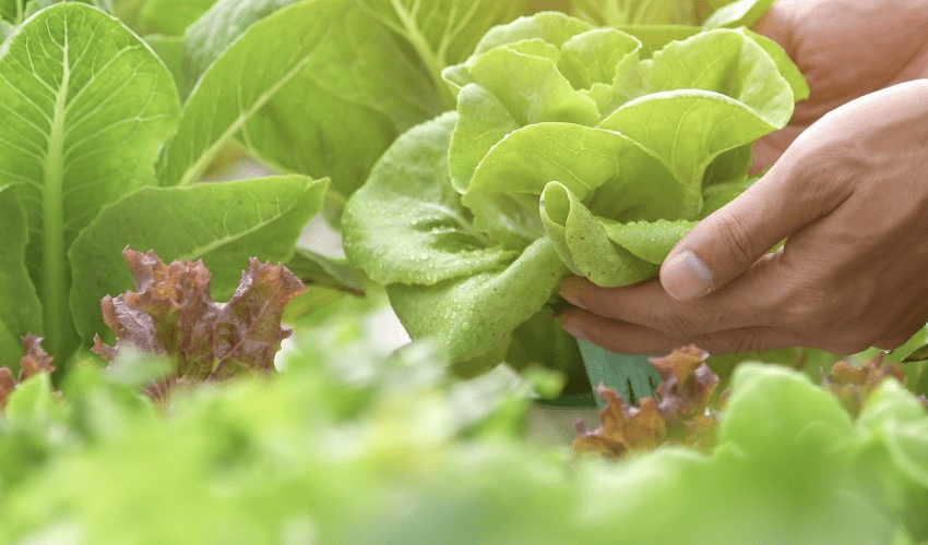 An Phú Farm